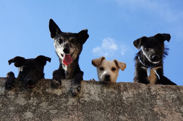 Pets in Dana Point