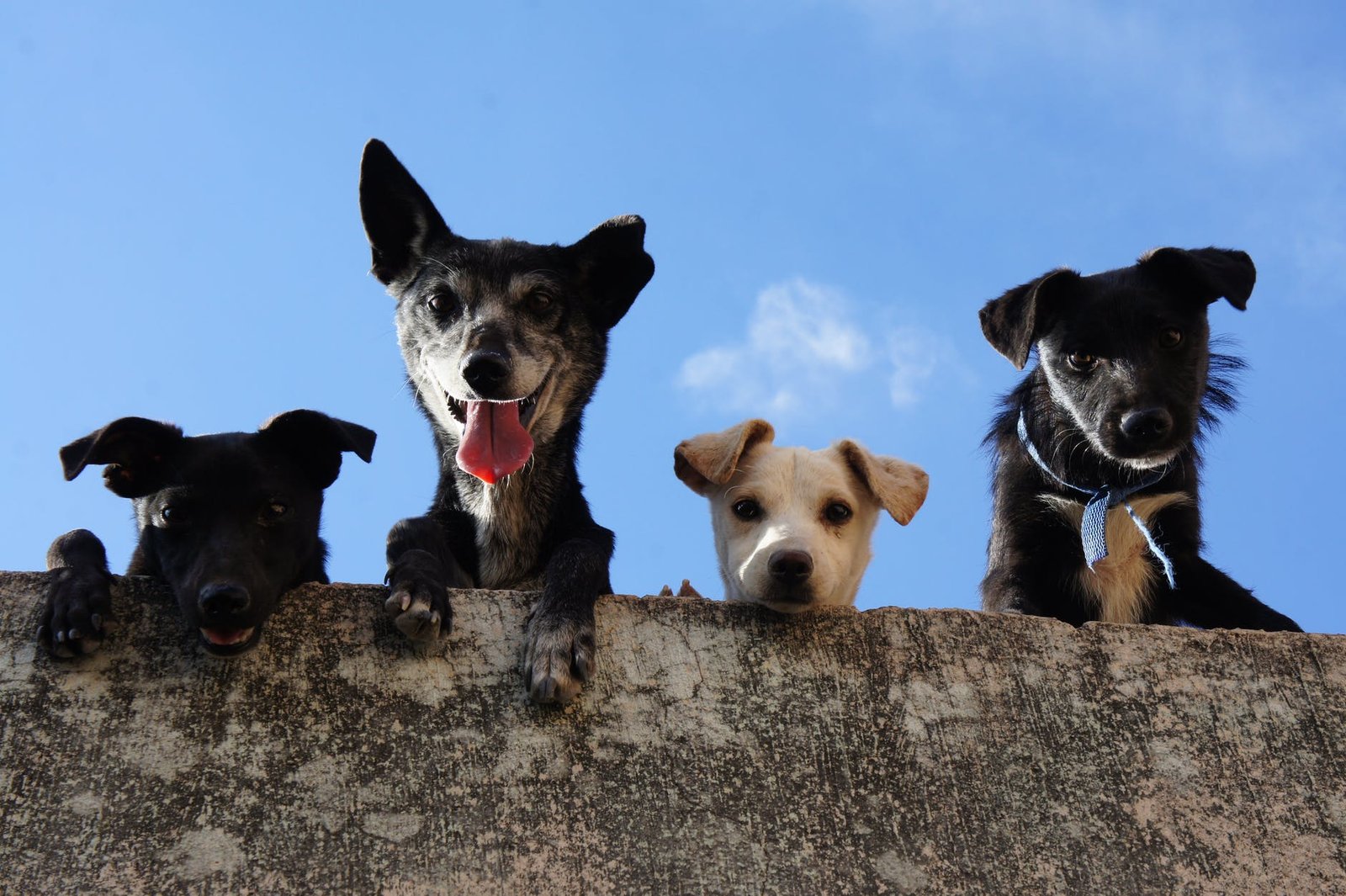 Image of Pets in Dana Point