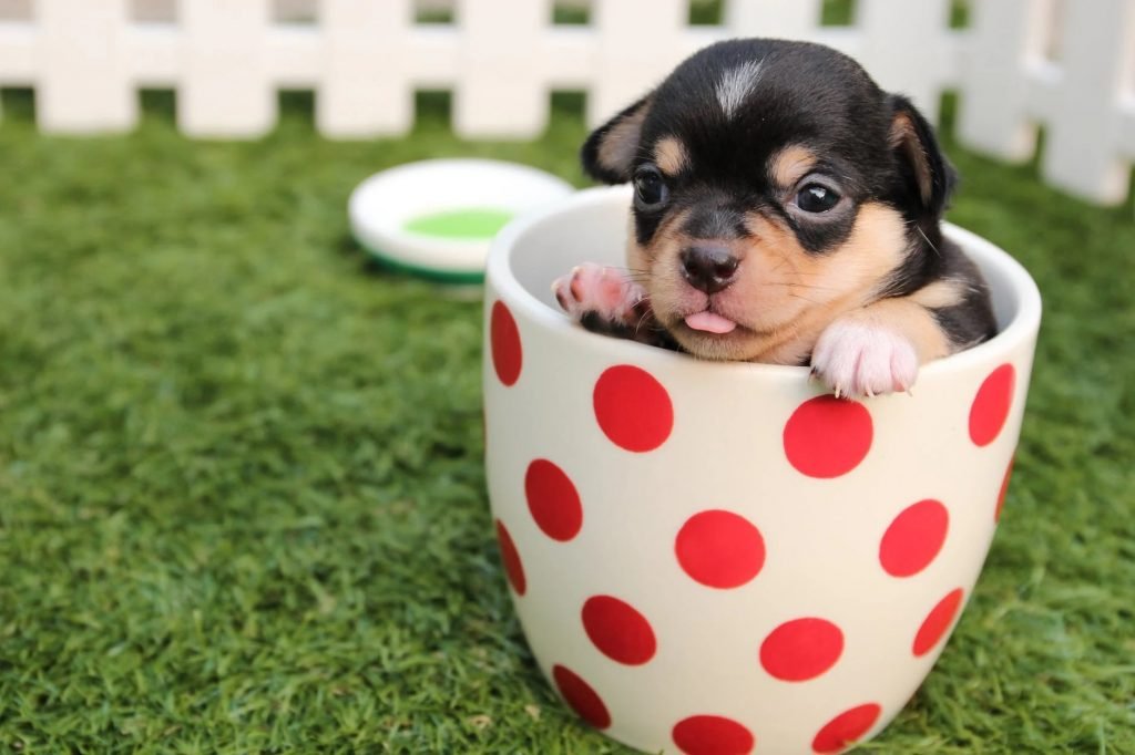 Image of Short-coated Black and Brown Puppy in White And Red Polka-dot Ceramic Mug on Green Field
