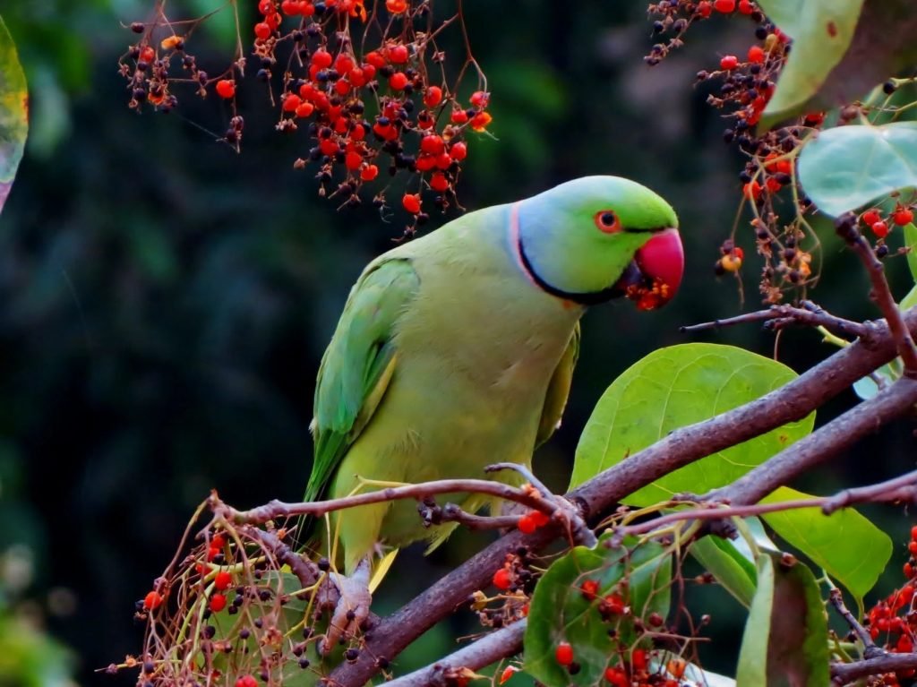 Image of Green and Red Beak Bird on Grey Branch