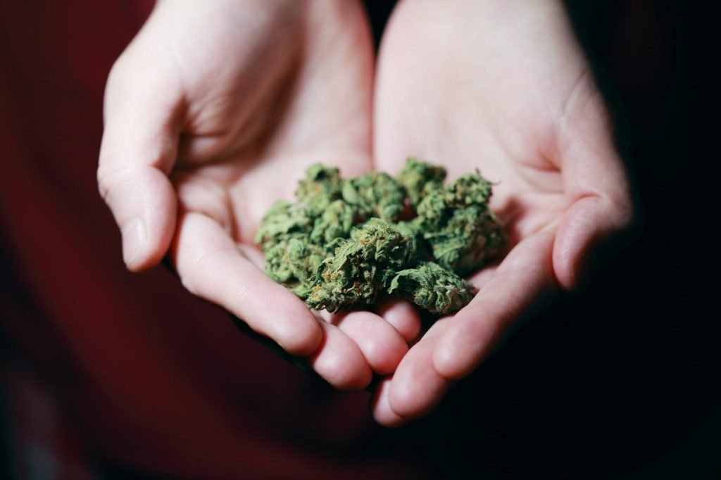 Image of Kush in Close-up Photography