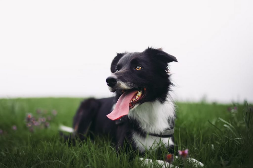 Image of dog