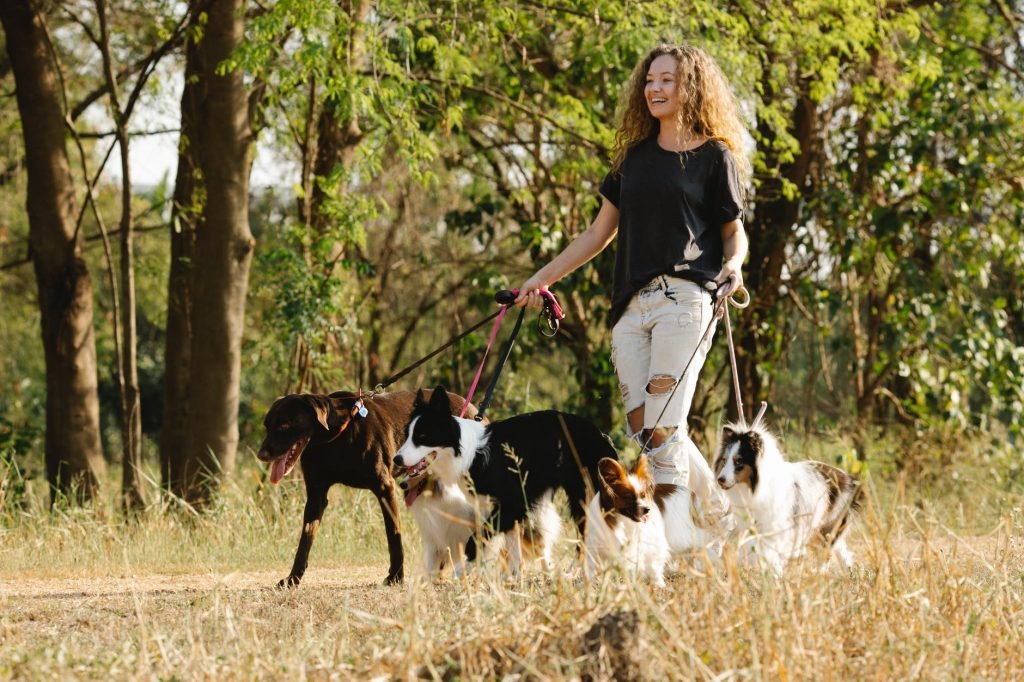Image of A Young Woman Walking a Group of Dogs in a Park