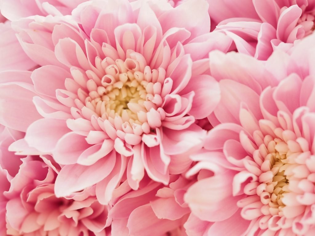 Image of Close Up of Pink Flowers
