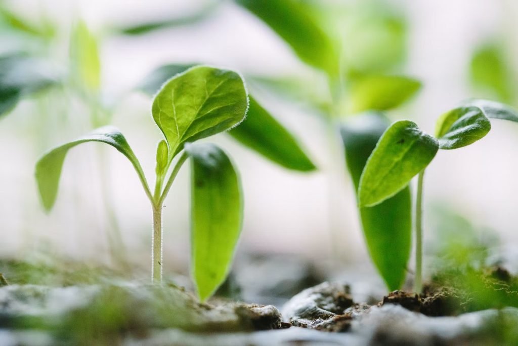 Image of plants