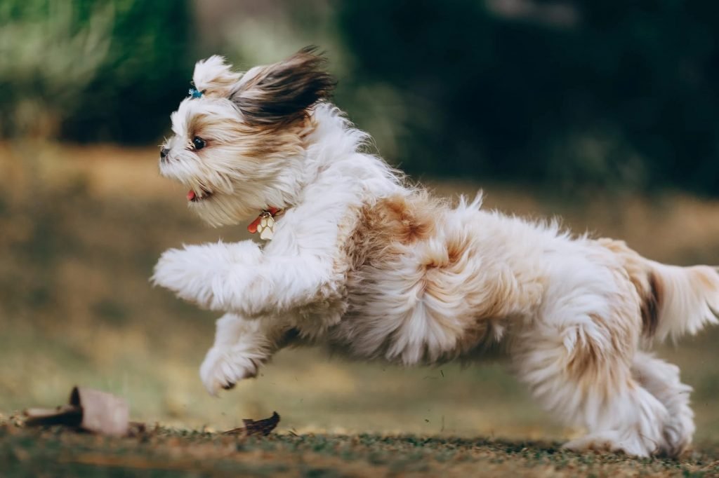 Image of Panning Shot of a Running Shih Tzu