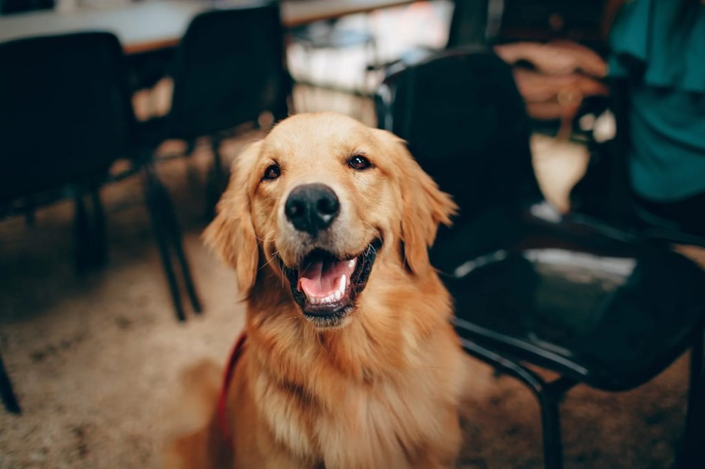 Image of Short-coated Tan Dog