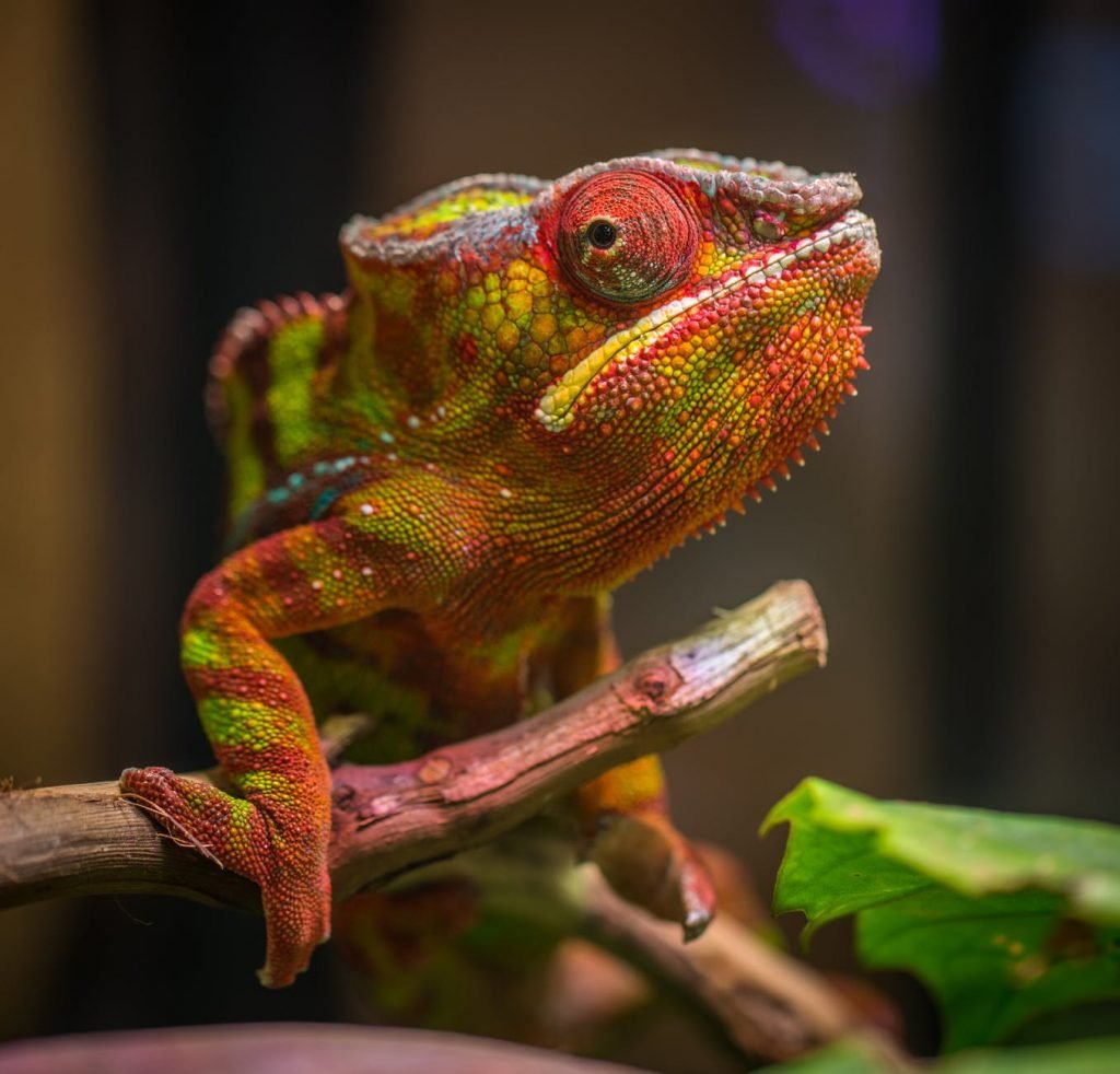 Image of Selective Focus Photography of Red and Green Reptile