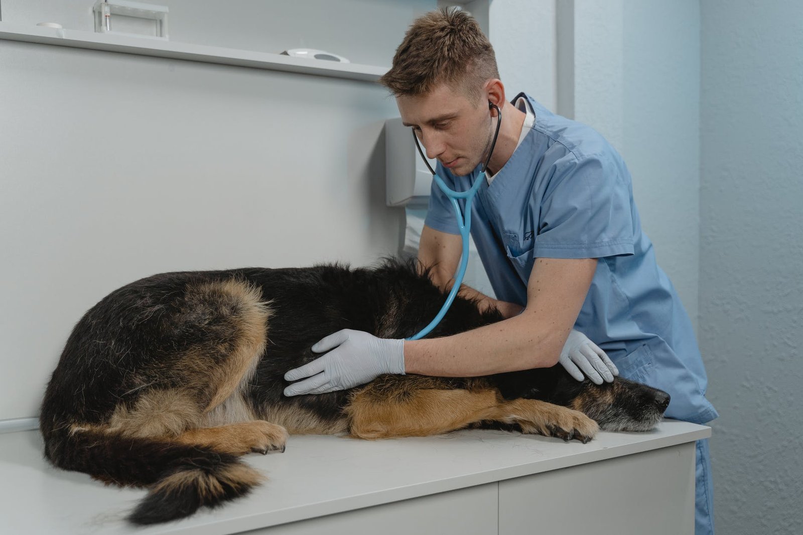 Image of Veterinarians in Dana Point